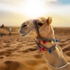 KONAKLAMALI 4 Gece 5 Gün AİLE/ ÇOCUK DUBAİ KAMPI